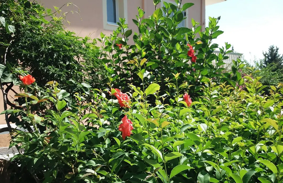 Apostolos & Eleni Family Apartments-1